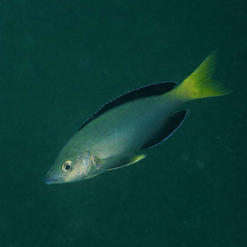 Cyprichromis sp. 'leptosoma jumbo' Karema